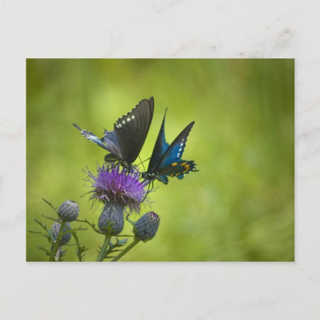 Postal Interconectado (Anverso)