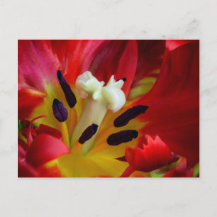 Postal Interior de la flor de tulipán loro