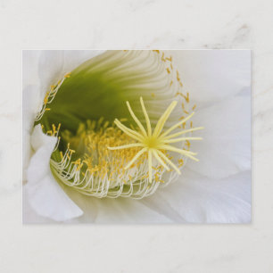 Postal Interior de un cactus blanco en flor