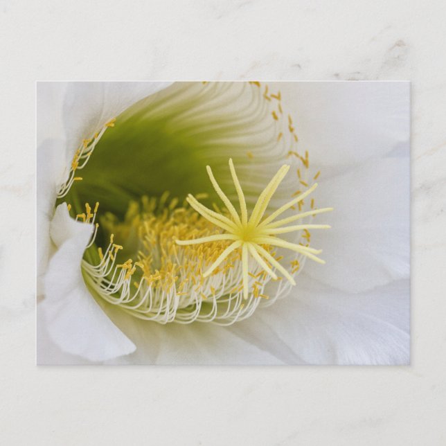Postal Interior de un cactus blanco en flor (Anverso)