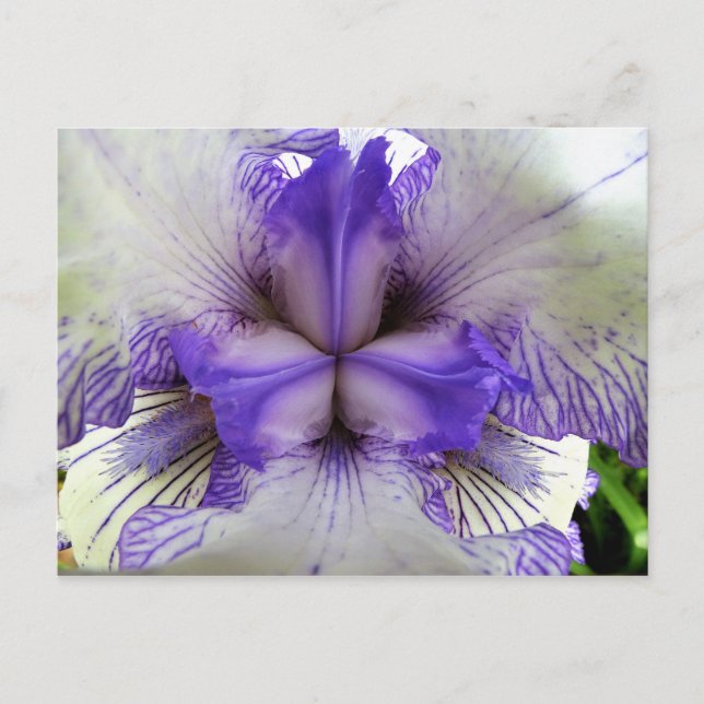 Postal Interior de un Iris (Anverso)