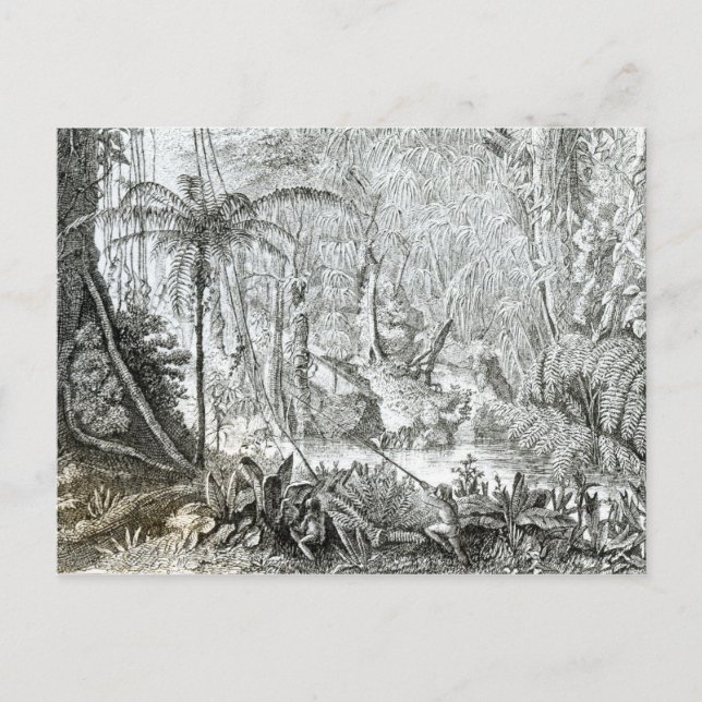 Postal Interior de una selva primeval en las amazonas (Anverso)
