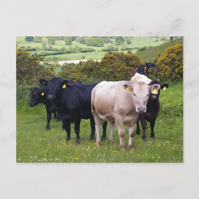 Postal Invasión (Anverso)