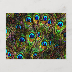 Postal Invasión de Peacock Feathers