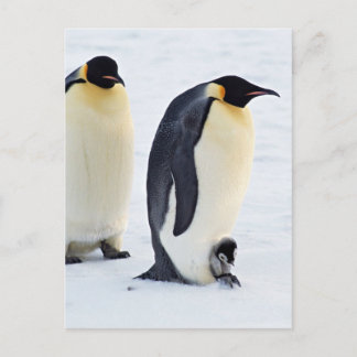 Postal Invierno congelado de hielo animal de ave pingüino