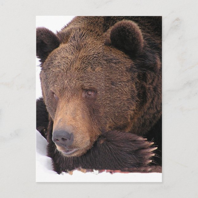 Postal Invierno de oso marrón (Anverso)