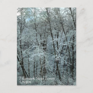 Postal Invierno en el bosque estatal de Tillamook, Oregón