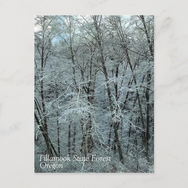 Postal Invierno en el bosque estatal de Tillamook, Oregón (Anverso)