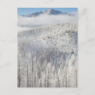 Postal Invierno en el Bosque Nacional Pike