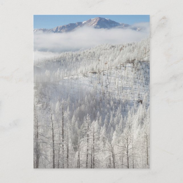 Postal Invierno en el Bosque Nacional Pike (Anverso)