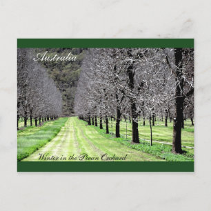 Postal Invierno en el Pecan Orchard