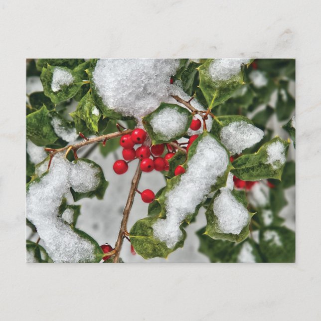 Postal Invierno - Holly recubierto de hielo (Anverso)