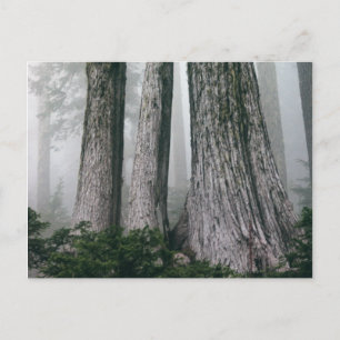 Postal Invocar el bosque