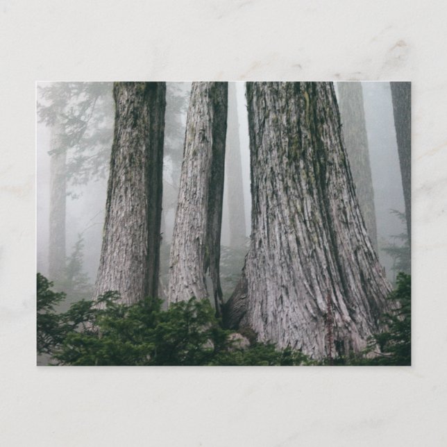 Postal Invocar el bosque (Anverso)