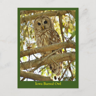 Postal Iowa Barred Owl