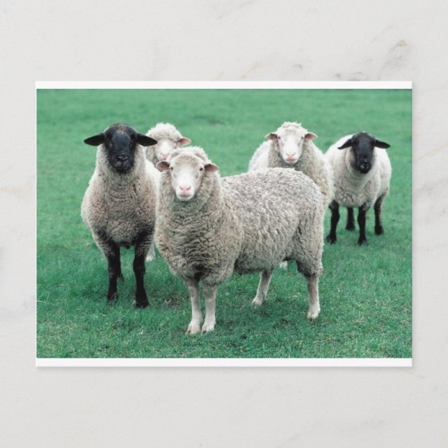 Postal Iowa Sheep (Anverso)