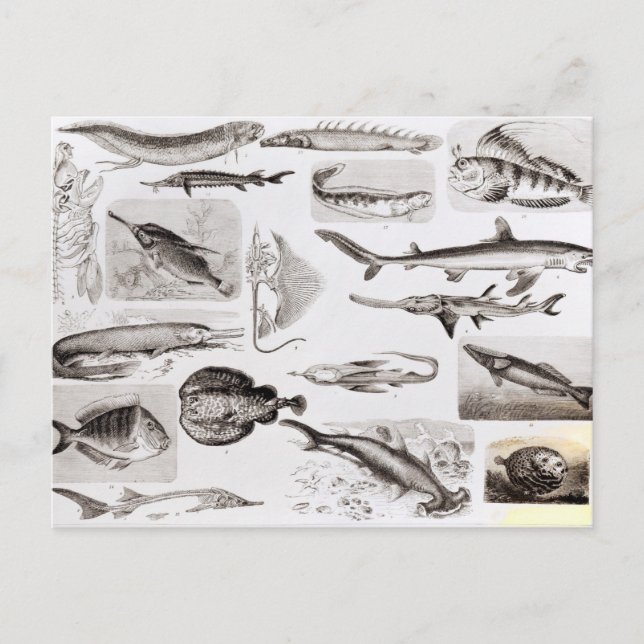 Postal Iquitiología- Elasmobranch, ganoide (Anverso)