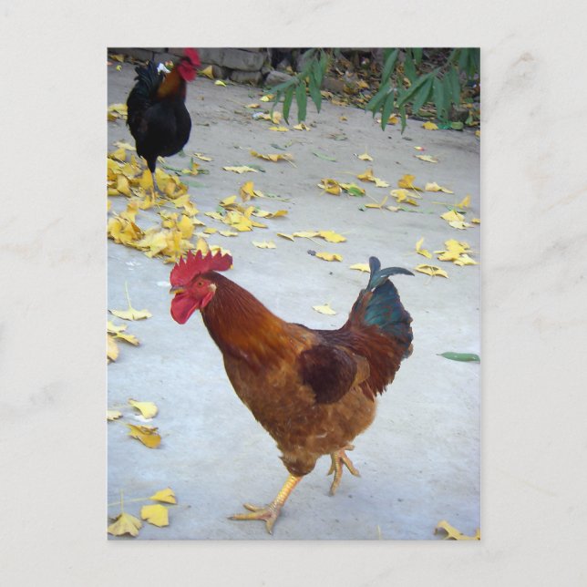 Postal Ir a mi camino (Anverso)