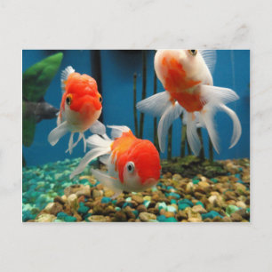 Postal Ir Pescado
