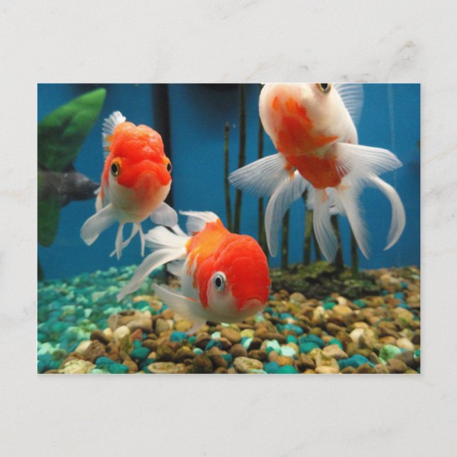 Postal Ir Pescado (Anverso)