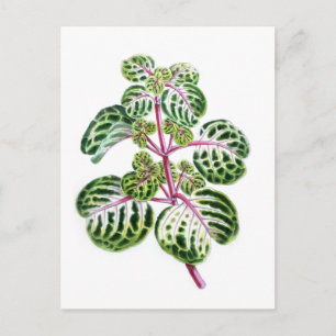 Postal Iresine Herbstii, Aureo-Reticulata