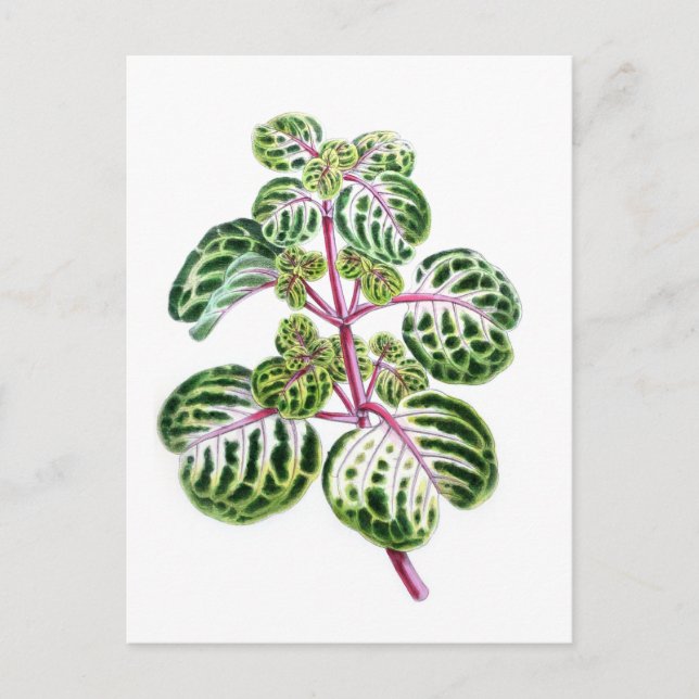 Postal Iresine Herbstii, Aureo-Reticulata (Anverso)