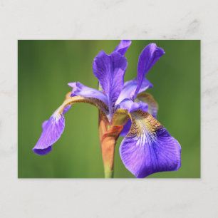 Postal iris