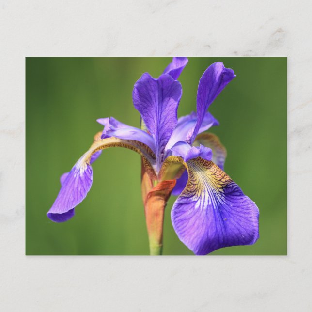 Postal iris (Anverso)