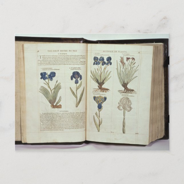 Postal Iris (Anverso)