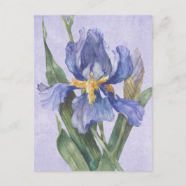 Postal Iris