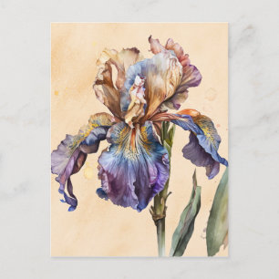 Postal Iris