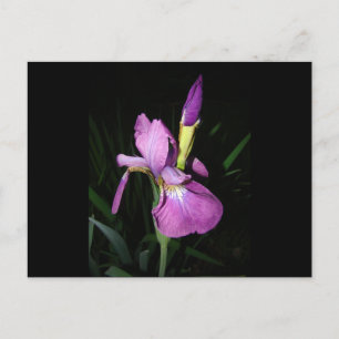 POSTAL IRIS