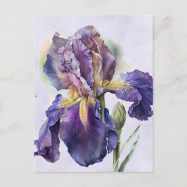 Postal Iris