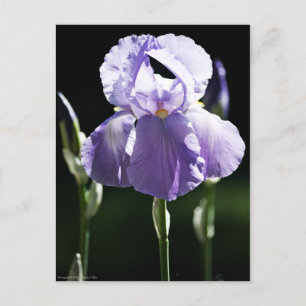Postal Iris 8393 púrpura