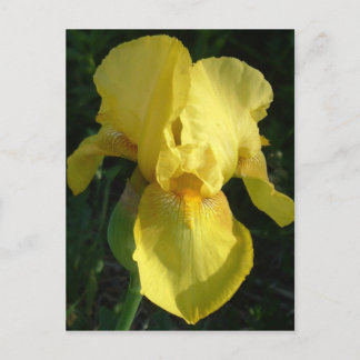 Postal Iris amarillo
