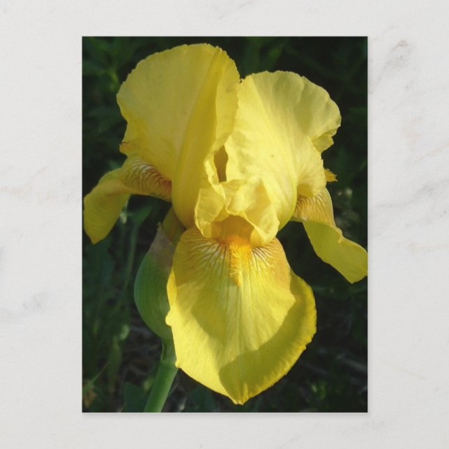 Postal Iris amarillo (Anverso)