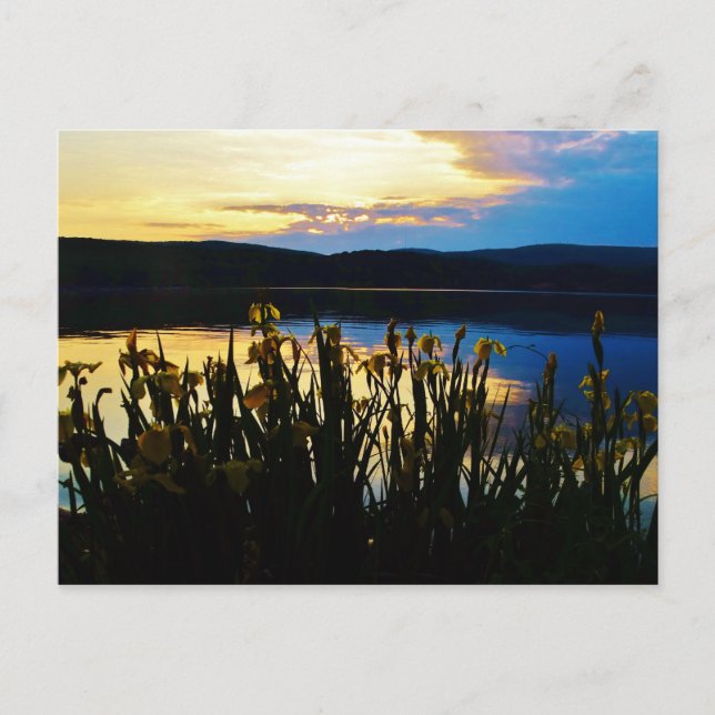 Postal Iris amarillo en la orilla del lago Arrowhead (Anverso)