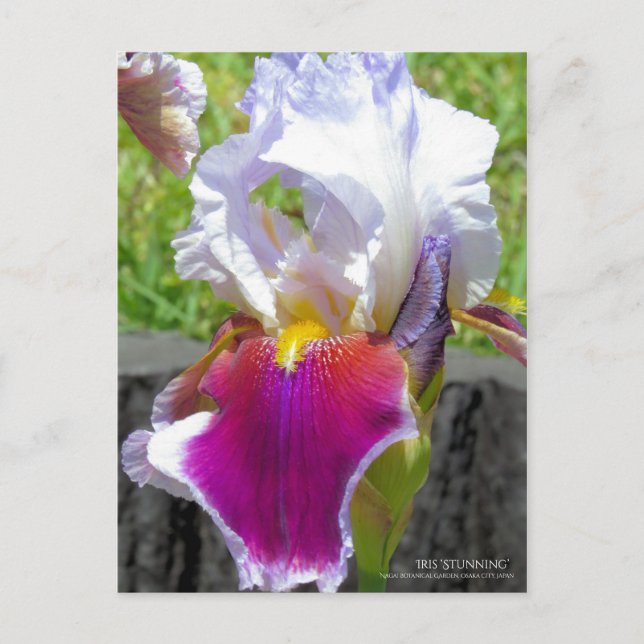 Postal Iris ‘Asombroso’ [Postal] (Anverso)