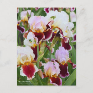 Postal Iris ‘Asombroso’ [Postal]