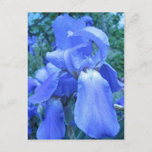 Postal Iris azul