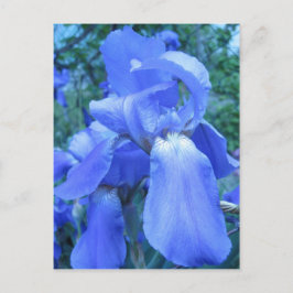Postal Iris azul