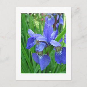 Postal iris azul