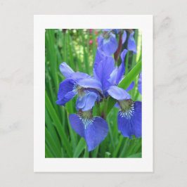 Postal iris azul