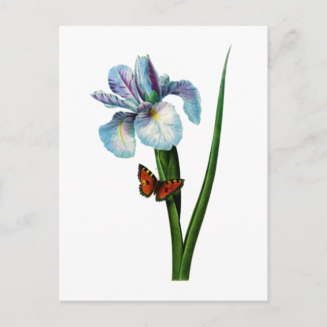 Postal Iris azul con mariposa de Redoute (Anverso)