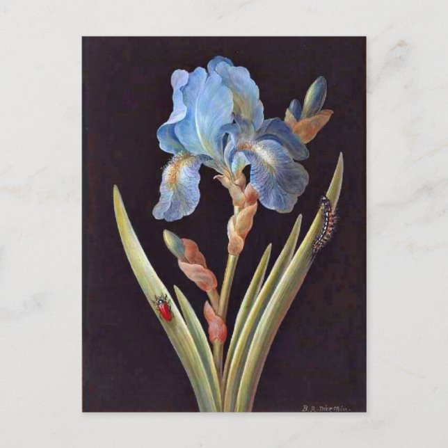 Postal Iris azul (germanica) (Anverso)