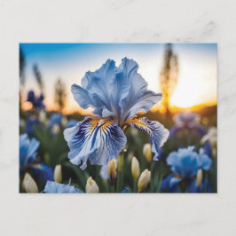 Postal Iris azul y blanco durante la hora dorada
