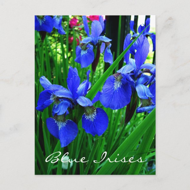 Postal iris azules (Anverso)