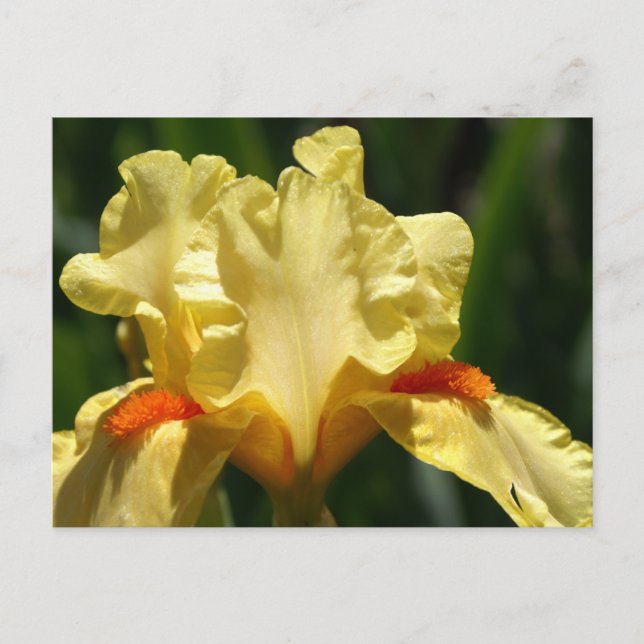 Postal Iris Beauty (Anverso)