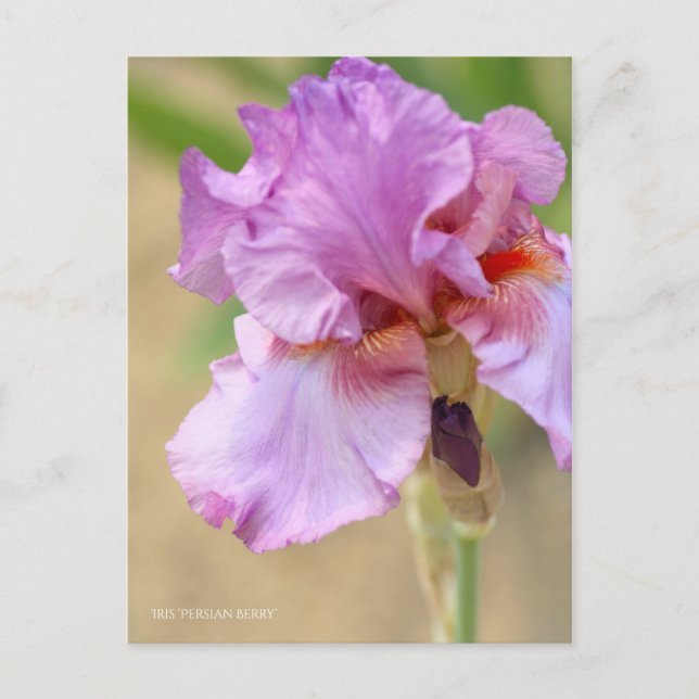 Postal Iris ‘Berry persa’ [postal] ポ ス カ ド (Anverso)