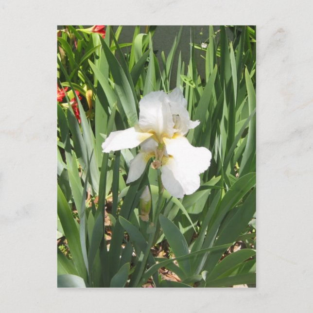 Postal Iris blanco (Anverso)